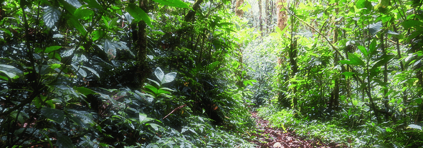 forest Monteverde