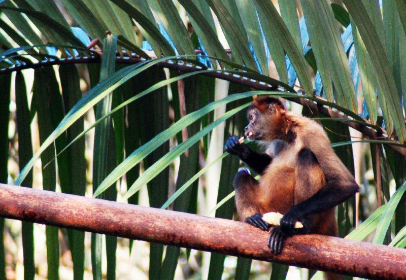 Monkeys in Costa Rica