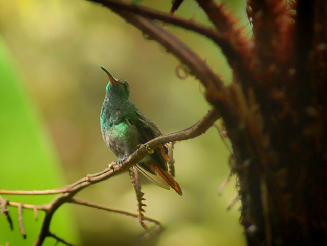 Hummingbird in the rainforests of Costa Rica