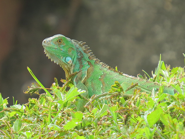 Animals you can see in Costa Rica